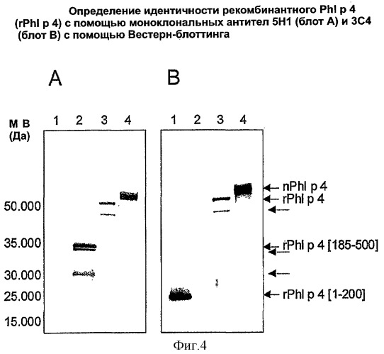 Последовательность днк и получение аллергена пыльцы трав phl p 4 с помощью рекомбинантных способов (патент 2327739)