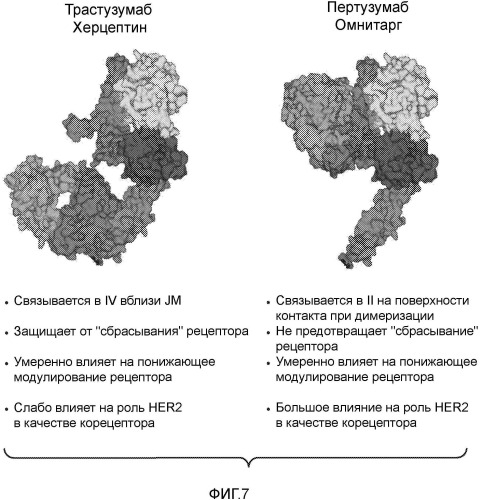 Композиция, содержащая антитело, которое связывается с доменом ii her2, и его кислые варианты (патент 2543664)