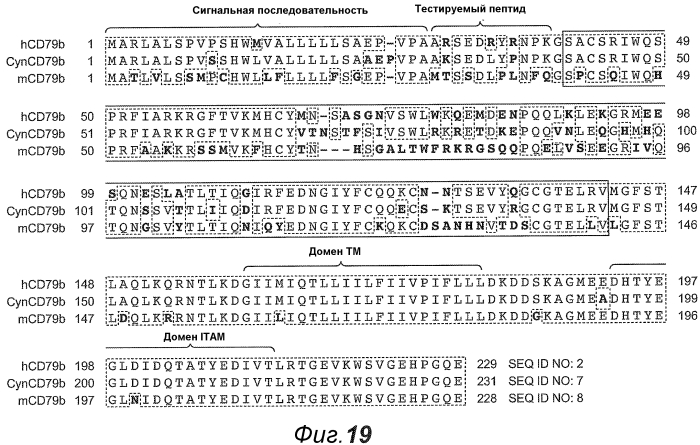 Анти-cd79b антитела и иммуноконъюгаты и способы их применения (патент 2553566)