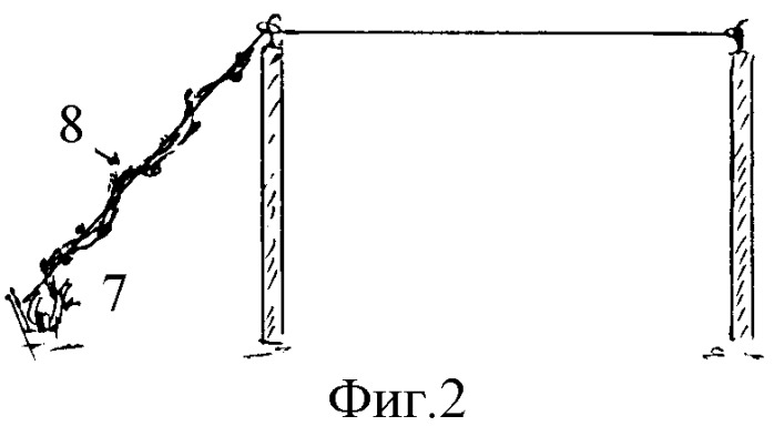 Способ ведения виноградных кустов (патент 2362297)