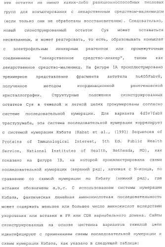 Антитела, сконструированные на основе цистеинов, и их конъюгаты (патент 2412947)