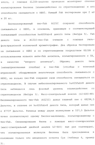 Антитела, сконструированные на основе цистеинов, и их конъюгаты (патент 2412947)