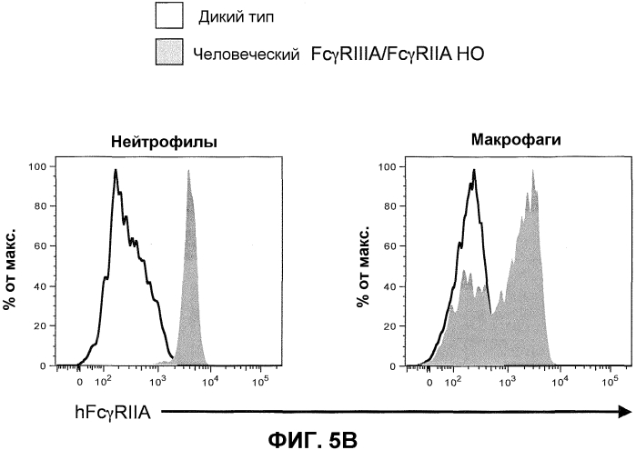 Гуманизированные fcγr мыши (патент 2549695)