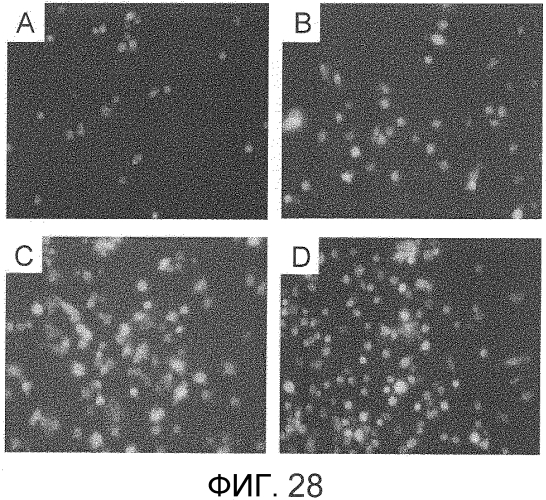 Способ сбора функциональных клеток in vivo с высокой эффективностью (патент 2571230)