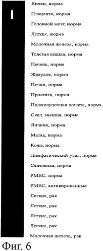 Идентификация опухолевых антигенов для диагностики и терапии (патент 2485974)
