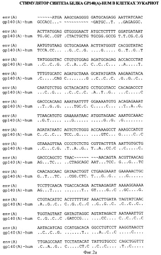 Экспрессионная плазмидная днк pbmc-gp140(a)-hum (патент 2346044)