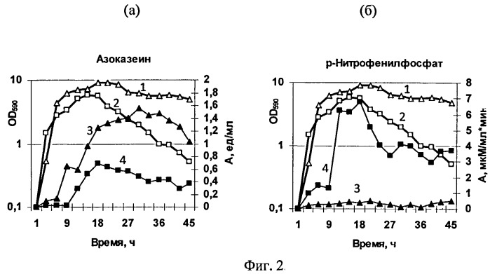 Штамм бактерий bacillus pumilus 2a-5 с низкой протеолитической активностью, повышенной активностью фосфатазы, способ его получения и применения (патент 2511416)