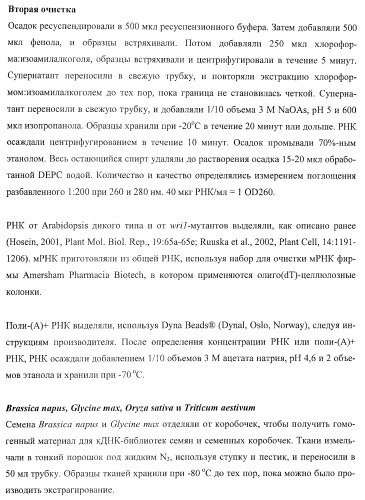 Молекулы нуклеиновых кислот, кодирующие wrinkled1-подобные полипептиды, и способы их применения в растениях (патент 2385347)