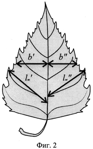 Способ сравнительной индикации по флуктуирующей асимметрии листьев березы (патент 2556985)