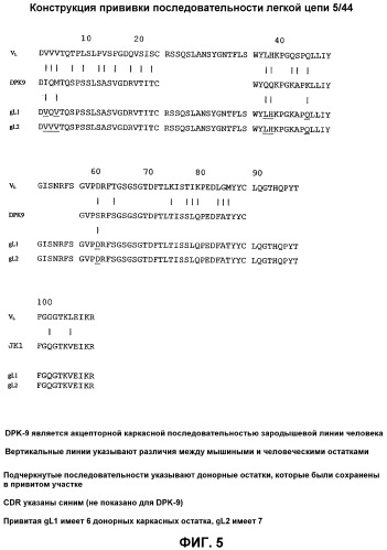 Антитела, специфичные к cd22 человека, и их применения в терапии и диагностике (патент 2342401)