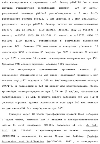 Новый лиганд рецептора цитокина zcytor17 (патент 2360923)