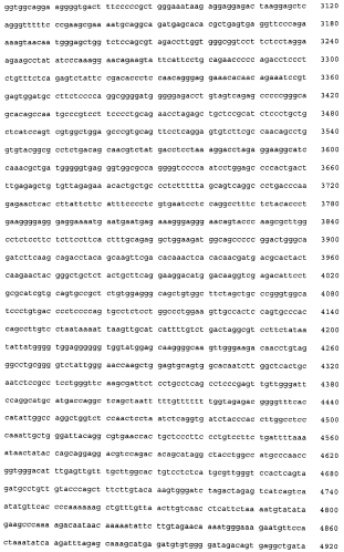 Трансгенное животное, отличное от человека, и его применения (патент 2579701)