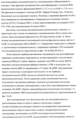 Способы и композиции для экспрессии антисмысловой вирусной рнк в клетках собаки (патент 2457250)