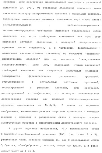 Антитела, сконструированные на основе цистеинов, и их конъюгаты (патент 2412947)