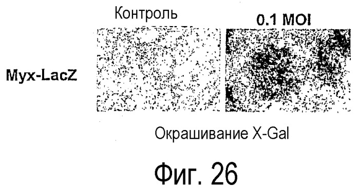 Применение вируса миксомы для терапевтического лечения рака и хронической вирусной инфекции (патент 2362584)