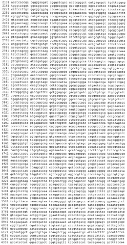 Штамм escherichia coli - продуцент гидролазы эфиров альфа-аминокислот из xanthomonas rubrilineans и способ микробиологического синтеза гидролазы эфиров альфа-аминокислот на основе этого штамма (патент 2502797)