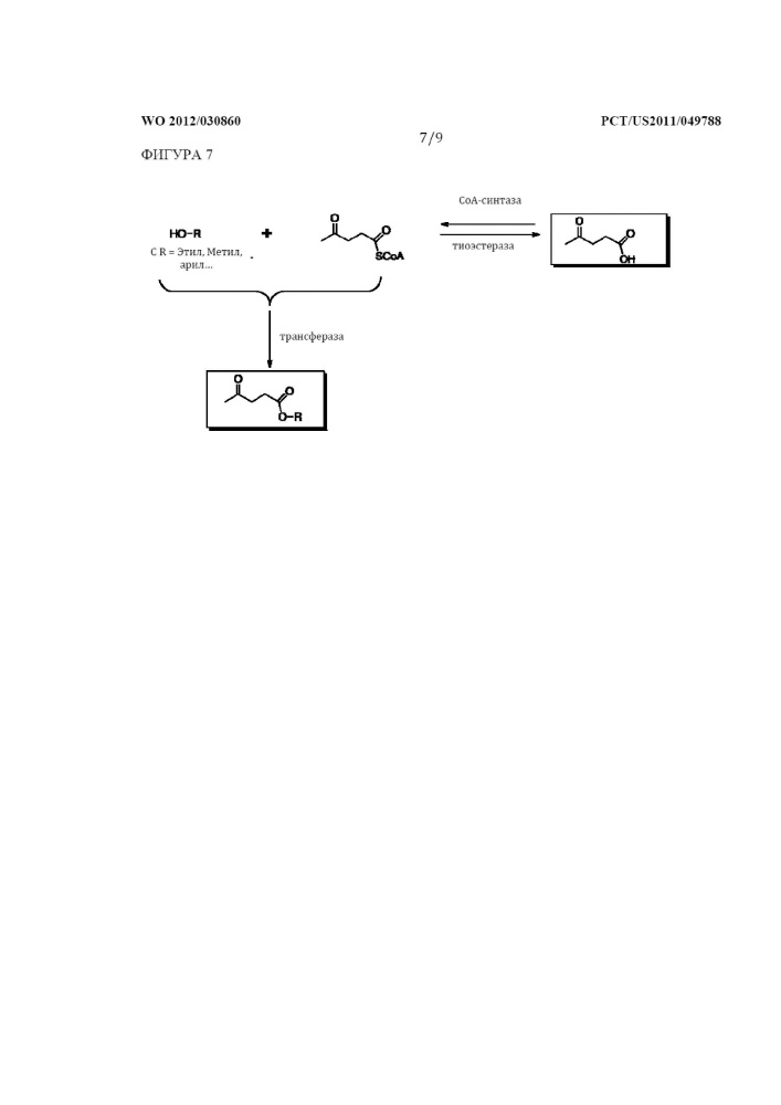 Ферментативный путь для получения левулиновой кислоты, левулинатных сложных эфиров, валеролактона и их производных (патент 2634120)