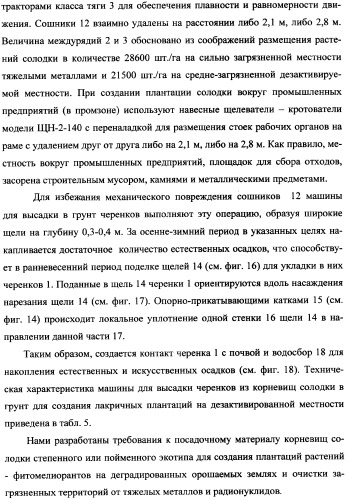 Фиторемедиационный способ очистки почв от тяжелых металлов (патент 2359444)
