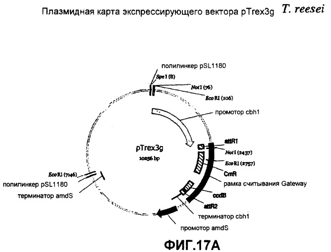 Глюкоамилаза trichoderma reesei и ее гомологи (патент 2394101)