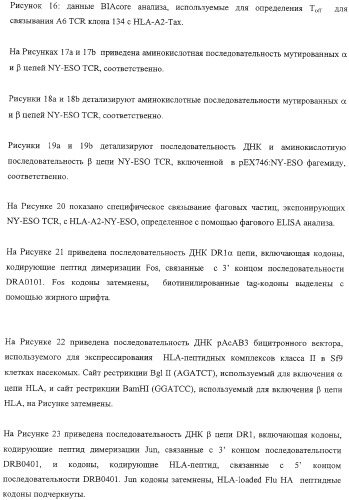 Экспонирование т-клеточных рецепторов (патент 2346004)