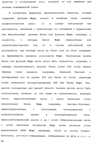 Поликлональное антитело против nogo, фармацевтическая композиция и применение антитела для изготовления лекарственного средства (патент 2432364)