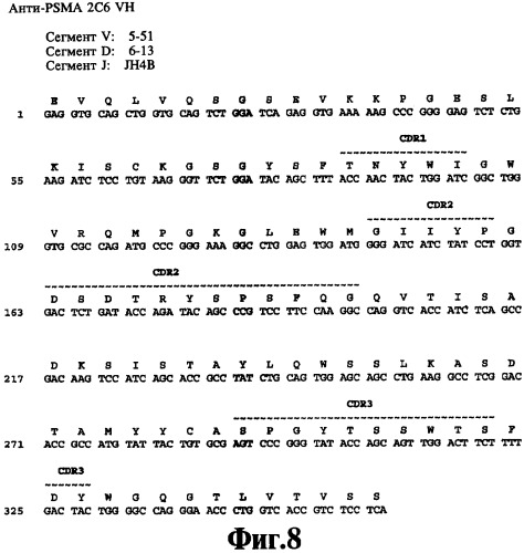 Выделенное антитело против специфического мембранного антигена простаты (psma) и способ ингибирования роста клеток, экспрессирующих psma (патент 2421466)