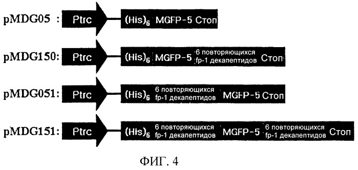 Биоадгезив мидии (патент 2349599)