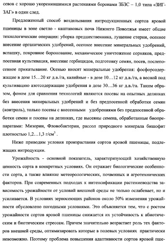 Способ возделывания яровой пшеницы предпочтительно в зоне светло-каштановых почв нижнего поволжья (варианты) (патент 2348137)