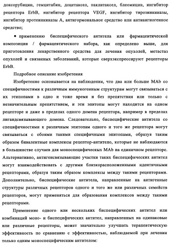 Биспецифические антитела к erb-b и их применение для лечения опухолей (патент 2349340)