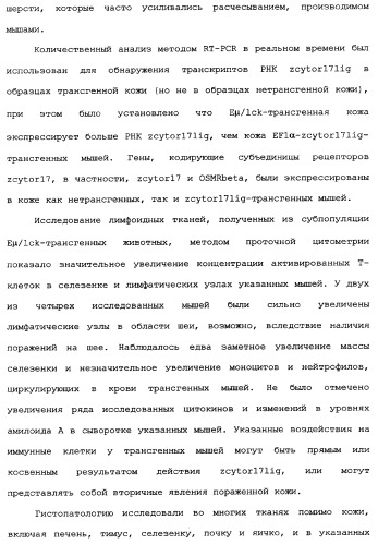 Новый лиганд рецептора цитокина zcytor17 (патент 2360923)
