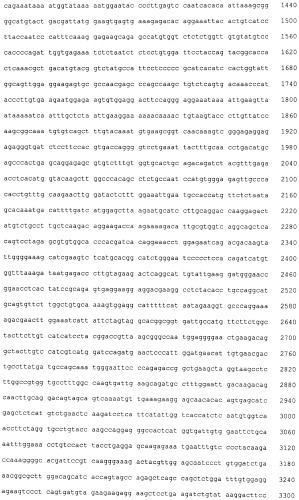 Лечение хориоидальной неоваскуляризации с помощью вакцин (патент 2555345)