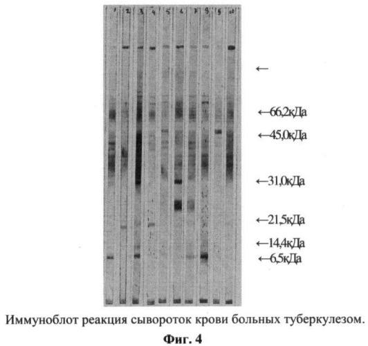 Способ получения антигена из micobacterium tuberculosis (патент 2390559)