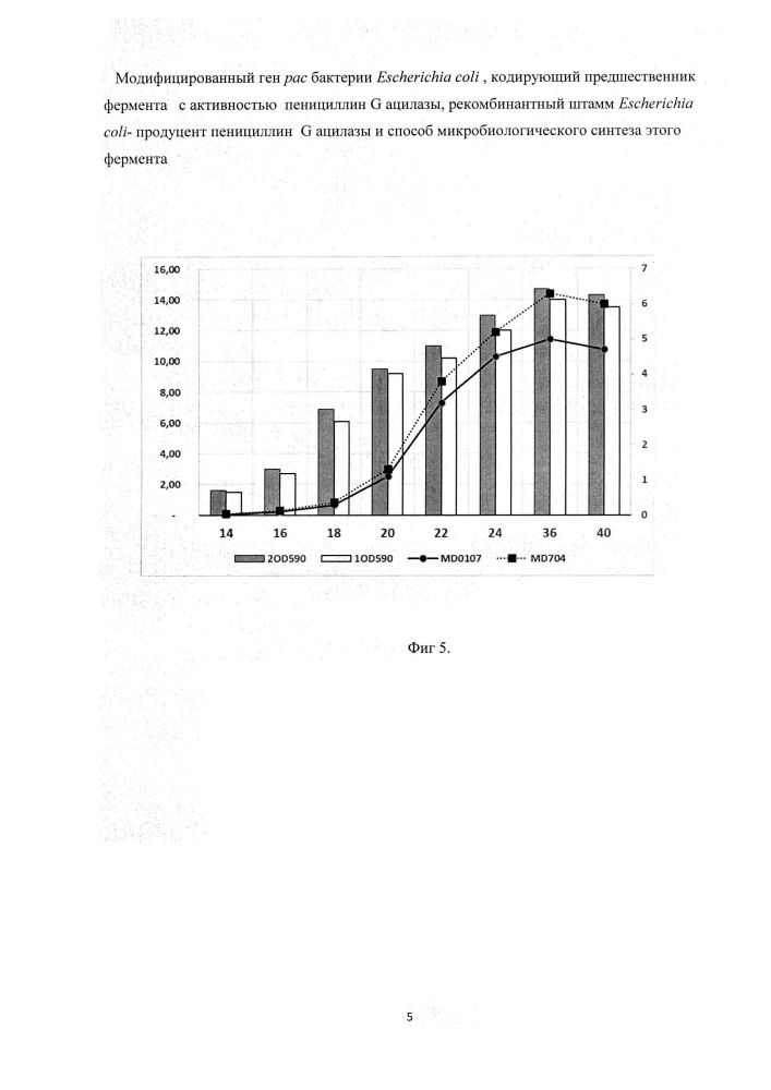 Модифицированный ген рас бактерий escherichia coli, кодирующий предшественник фермента с активностью пенициллин g ацилазы, рекомбинантный штамм escherichia coli - продуцент пенициллин g ацилазы и способ микробиологического синтеза этого фермента (патент 2624022)