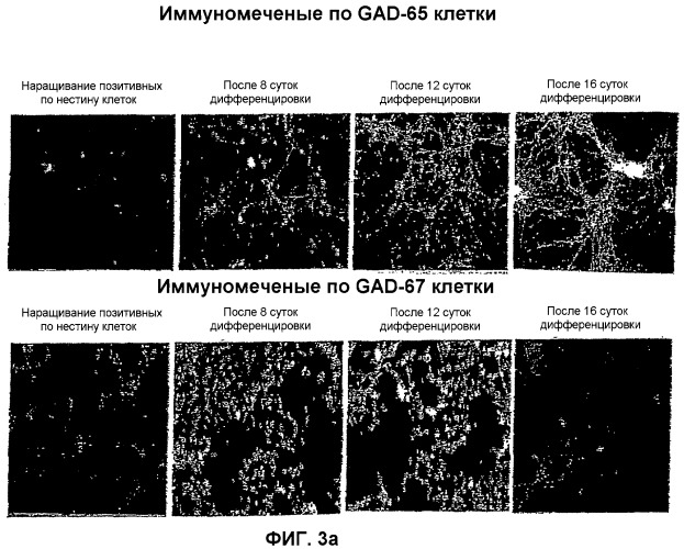 Получение гамкергических нейронов in vitro из эмбриональных стволовых клеток и их применение при лечении неврологических расстройств (патент 2380410)
