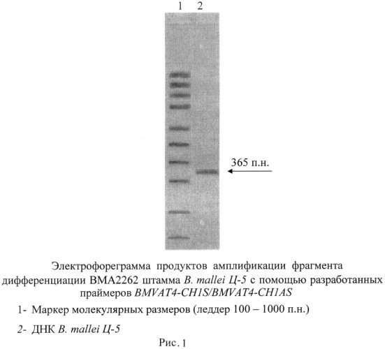 Олигонуклеотидные праймеры для генотипирования b. mallei методом полимеразной цепной реакции (патент 2474616)