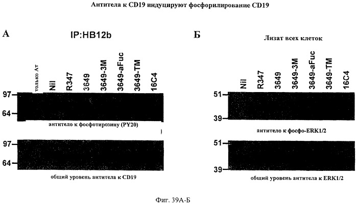 Гуманизированные антитела к cd19 и их применение для лечения онкологического, связанного с трансплантацией и аутоиммунного заболевания (патент 2495882)