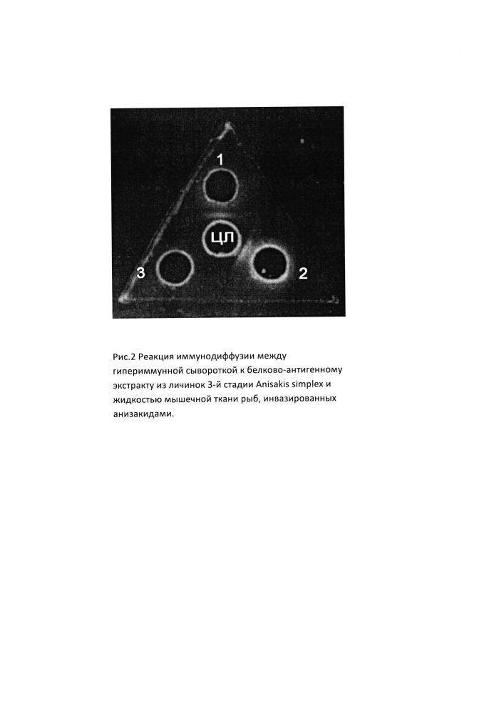 Способ иммунологического определения антигенов анизакид в мышечной ткани рыб (патент 2613296)