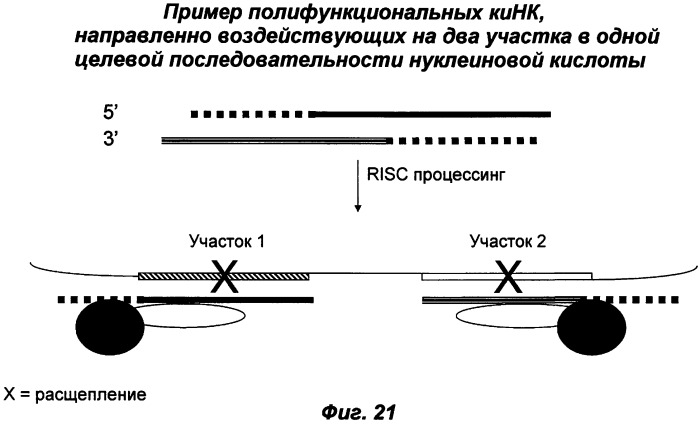 Молекулы химически модифицированной короткой интерферирующей нуклеиновой кислоты, которые опосредуют интерференцию рнк (патент 2418068)