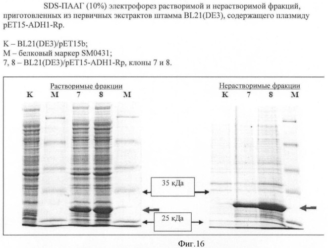 Бактерия семейства enterobacteriaceae - продуцент l-аспарагиновой кислоты или метаболитов, производных l-аспарагиновой кислоты, и способ получения l-аспарагиновой кислоты или метаблитов, производных l-аспарагиновой кислоты (патент 2472853)