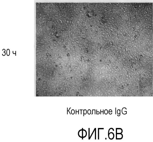 Комбинированная терапия с использованием антагонистов альфа5бета1 (патент 2465282)