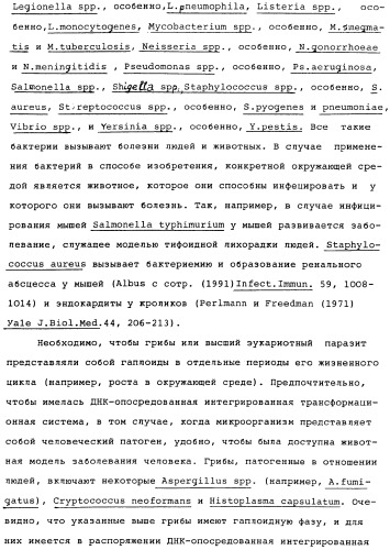 Vgc2 днк salmonella typhimurium, мутантная бактерия, обладающая пониженной способностью к адаптации к условиям окружающей среды, и способ ее получения (патент 2370541)
