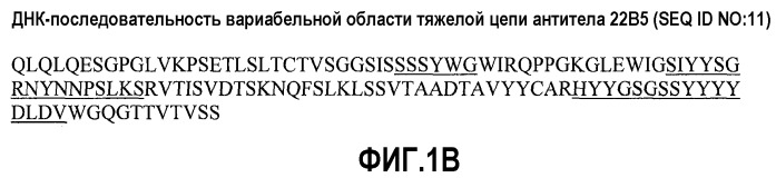 Антитела против альфа5-бета 1 и их применение (патент 2528736)