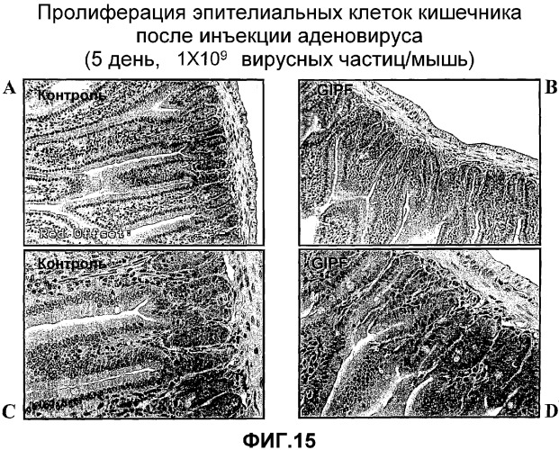 Желудочно-кишечный пролиферативный фактор и его применения (патент 2343158)