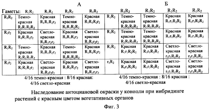 Способ отбора растений конопли по содержанию в них каннабиноидных соединений (патент 2324334)