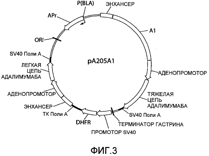 Элементы рекомбинантного вектора экспрессии (reves) для усиления экспрессии рекомбинантных белков в клетках-хозяевах (патент 2518340)