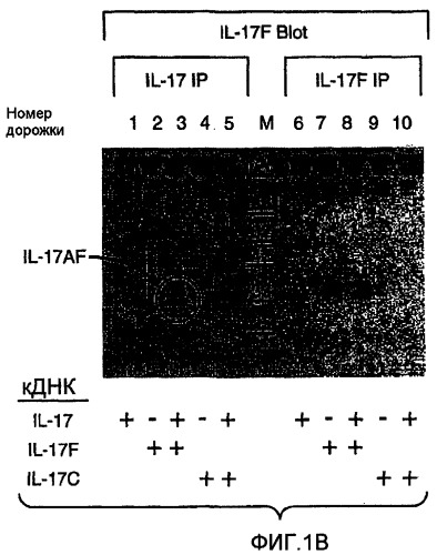 Гетеродимерные полипептиды il-17 a/f и возможности их лечебного применения (патент 2440134)