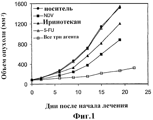 Лечение рака с применением вирусов, фторпиримидинов и камптотецинов (патент 2435586)