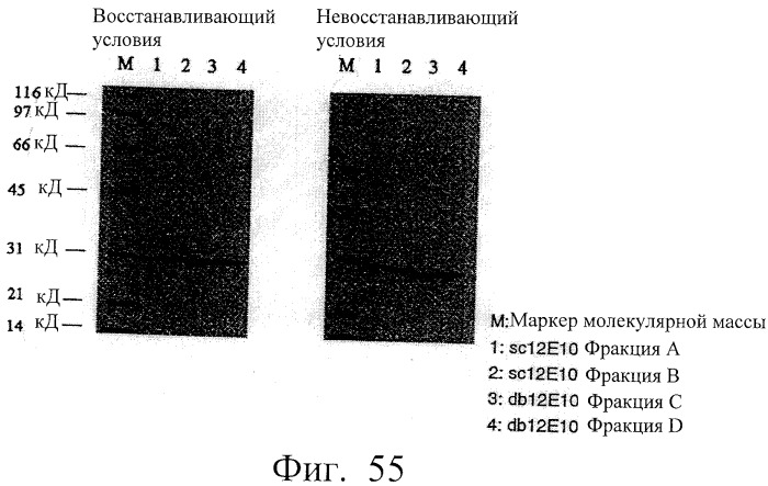 Агонистическое соединение, способное специфически узнавать и поперечно сшивать молекулу клеточной поверхности или внутриклеточную молекулу (патент 2430927)