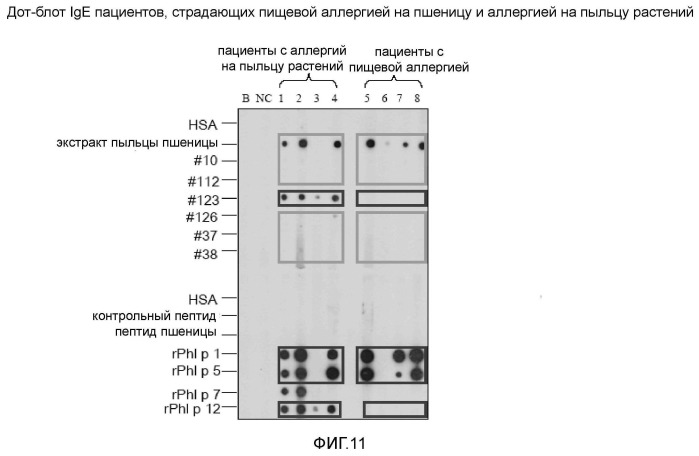 Новые аллергены пшеницы (патент 2502742)