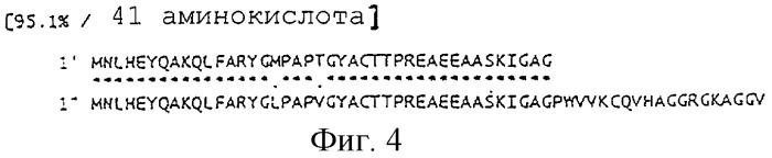 Штамм enterobacter agglomerans, способ получения l-глутаминовой кислоты (варианты) и способ получения микроорганизма для выработки l-глутаминовой кислоты (патент 2261272)